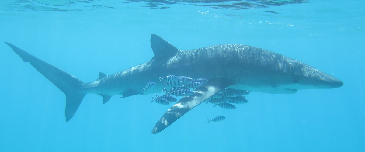 Un requin bleu, l&rsquo;une des plus belles espèces de requins, s&rsquo;échoue à Argelès-sur-Mer