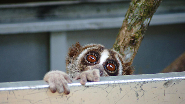 20 loris lents réhabilités dans la nature par des défenseurs de l&rsquo;environnement en Indonésie