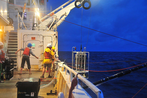 Baleines noires : pour la 1ère fois en 10 ans, des experts entendent les cris de cette espèce en danger critique