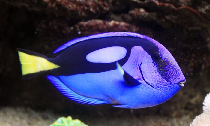 Bonne nouvelle pour Dory : le film ne signifiera probablement pas l’extinction du poisson