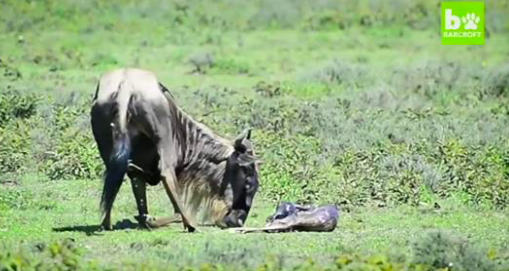 Une femelle gnou met bas à un petit, la photographe enregistre ce qui se passe ensuite