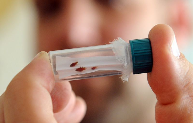 Invasion de punaises de lit : 5 conseils pour vous en débarrasser