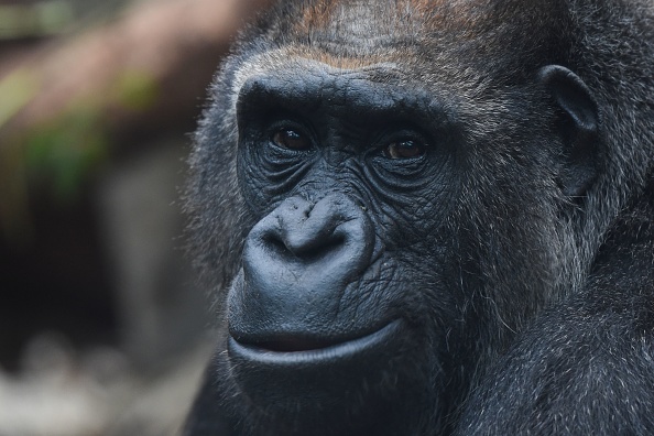NATURE – La population des baleines et des gorilles est en forte hausse