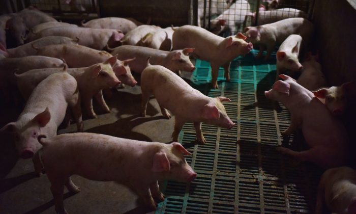 Chine : les autorités sont soupçonnées d&rsquo;avoir caché une possible propagation de la peste porcine africaine