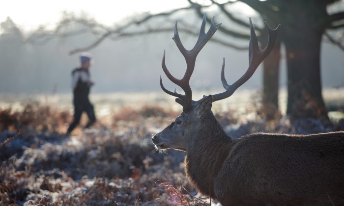 Un chasseur a constaté qu&rsquo;un cerf portait une deuxième tête sur ses bois