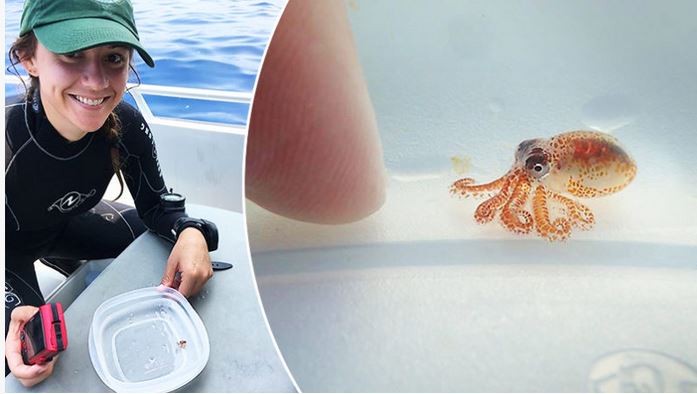 Des scientifiques découvrent de nouvelles espèces de calamars à Hawaii, ils sont absolument adorables
