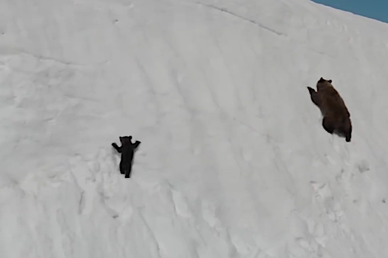 Un ourson a ému le web : il était en danger à cause du drone qui le filmait