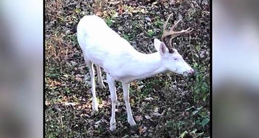Un chasseur repère un grand cerf blanc – « C&rsquo;était comme de voir un fantôme »