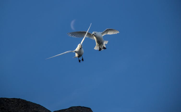 Le pétrel des neiges, sentinelle du changement climatique en Antarctique