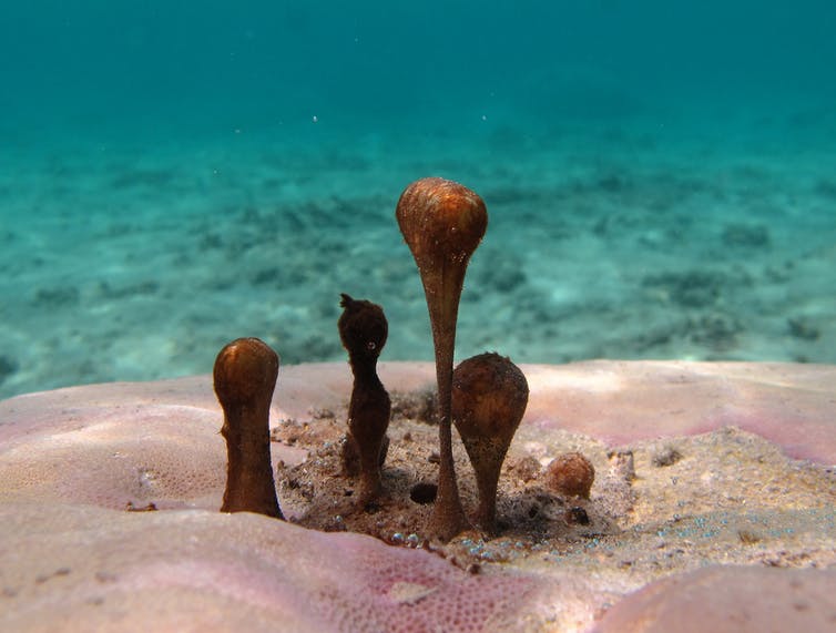 Pourquoi la diversité biologique est la condition de notre survie