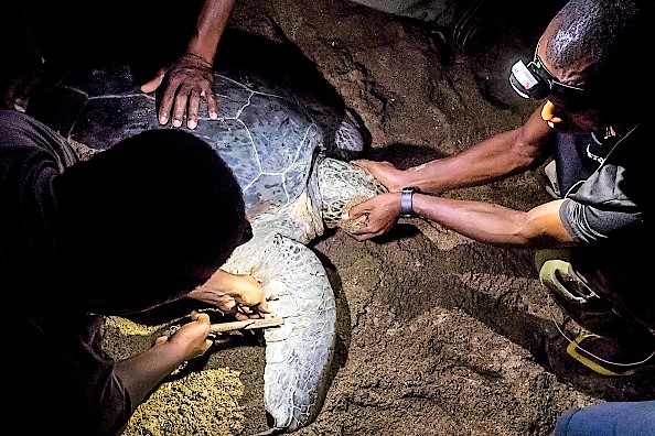 A Mayotte, la difficile lutte contre le braconnage des tortues vertes, une espèce menacée
