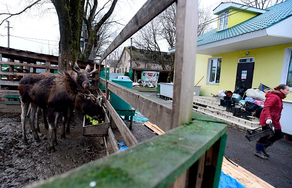 À Saint-Pétersbourg, un refuge pour animaux sauvages pallie les carences de l&rsquo;État russe