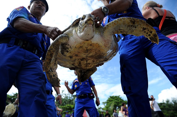 Tsunami indonésien: sauver les hommes, mais aussi les tortues
