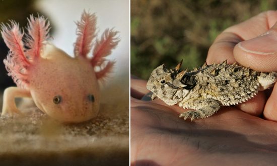 21 créatures étonnantes aux pouvoirs miraculeux plus étranges que la fiction