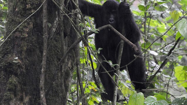 Les gorilles de montagne font une modeste percée après avoir fait face à une quasi-extinction