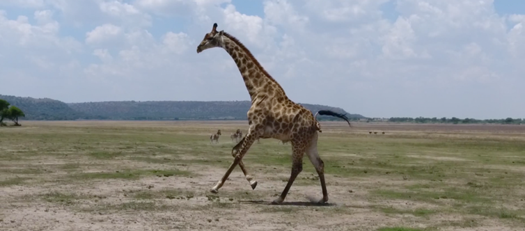 Un drone pour regarder courir les girafes