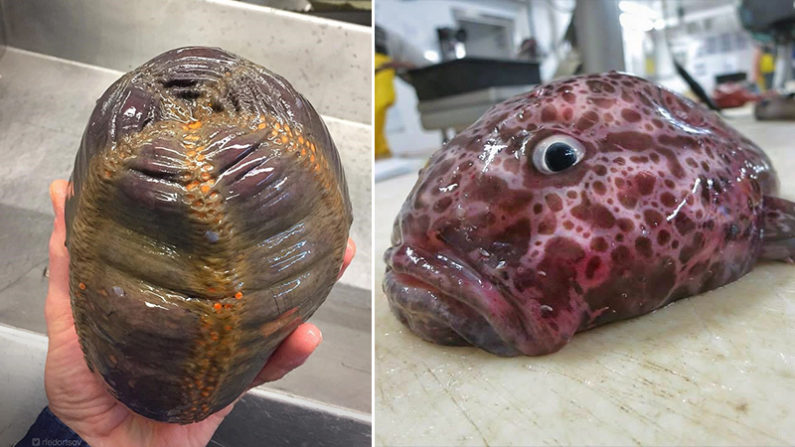 Un chalutier de haute mer photographie des poissons « extraterrestres » tirés des profondeurs de l&rsquo;océan