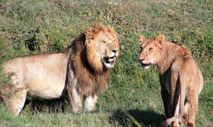 Un lion s&rsquo;est libéré de son enclos, tuant une femme de 22 ans aux États-Unis