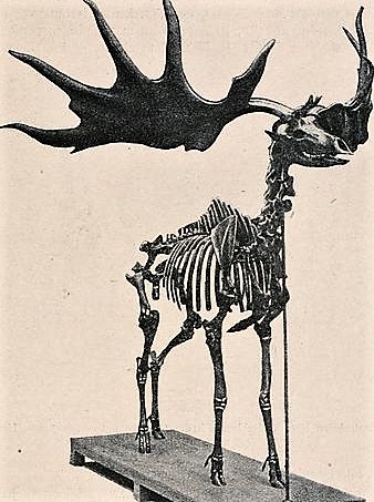 Un fossile de cerf préhistorique très bien conservé découvert en Argentine