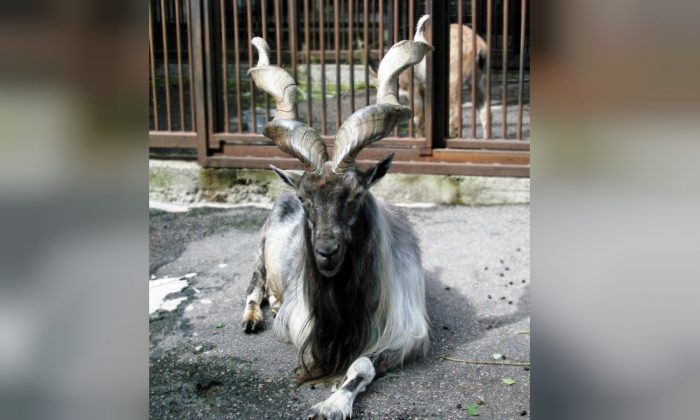 Un chasseur de trophées américain paie 88.000€ pour abattre un animal en voie de disparition à Markhor, au Pakistan