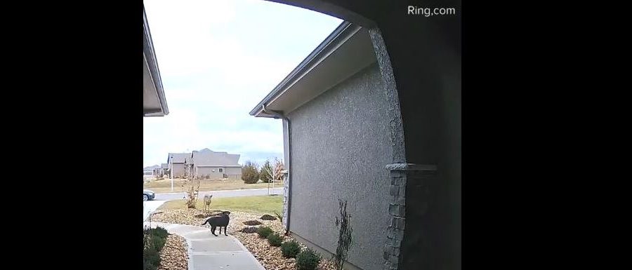 La caméra de l&rsquo;entrée de cette maison filme un cerf sautant par-dessus le chien de la famille