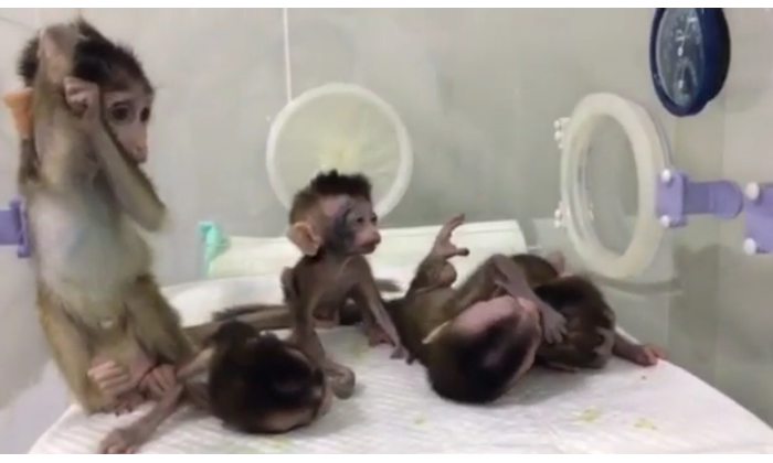 Des bébés singes ont été clonés volontairement avec des troubles génétiques