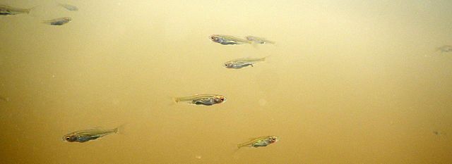 Les douanes françaises saisissent 900 kg de civelles, espèce menacée