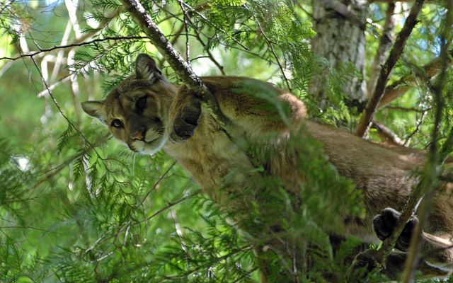 Tuer un puma: la « lutte totale pour la survie » d&rsquo;un habitant du Colorado