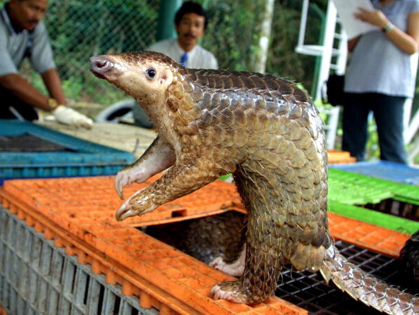 Malaisie: saisie record de pangolins