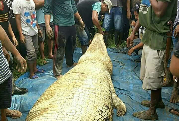 Un crocodile tue un homme sous les yeux de son neveu en Malaisie