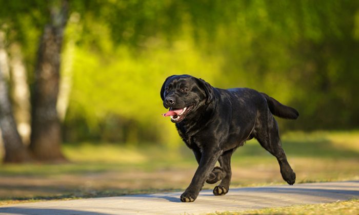 Un chien part se promener – lorsqu&rsquo;il revient chez lui, il ramène deux nouveaux amis