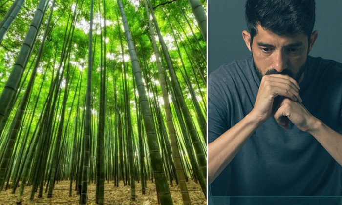 Un homme déprimé qui luttait pour ne pas abandonner dans la vie retrouve espoir dans une forêt de bambous