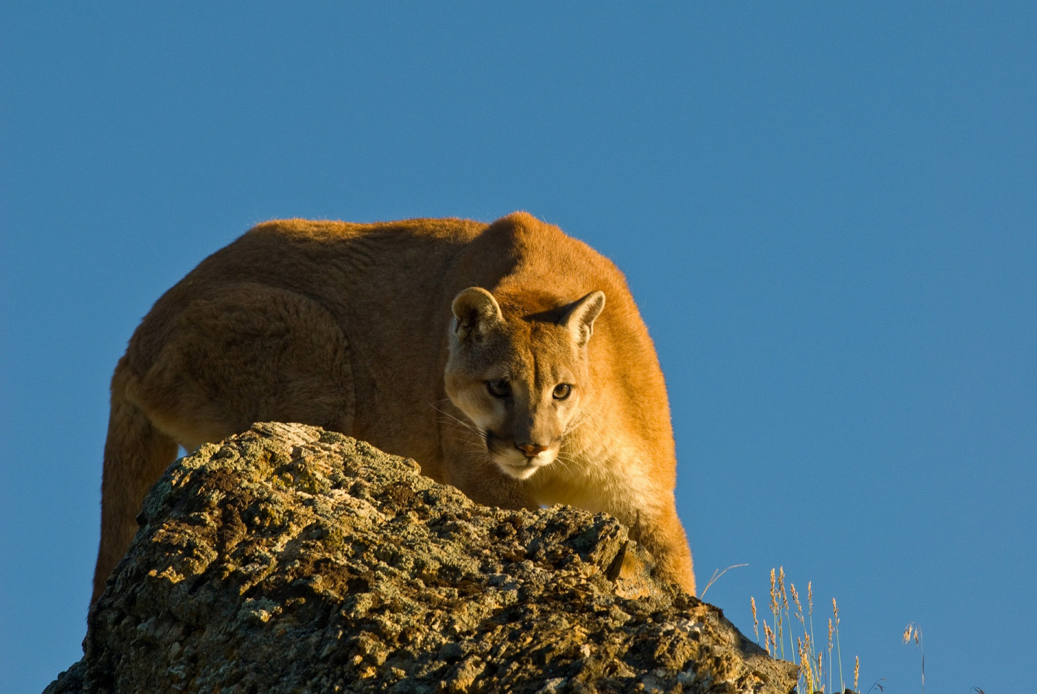 Un joggeur tue à mains nues un puma qui l&rsquo;attaquait dans un parc du Colorado