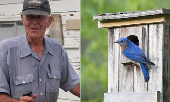 Un homme de 96 ans a passé les 40 dernières années de sa retraite à sauver des espèces locales d&rsquo;oiseaux bleus