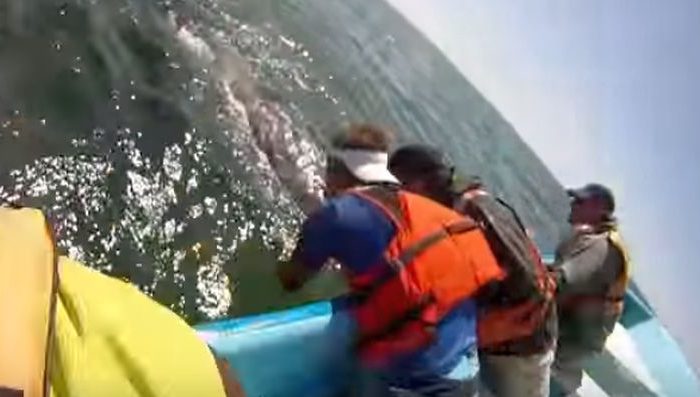Vidéo : une baleine soulève son baleineau hors de l&rsquo;eau