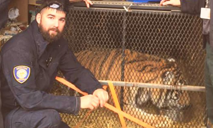 Un tigre en surpoids, abandonné dans une petite cage dans un garage de Houston, est maintenant «heureux et épanoui»