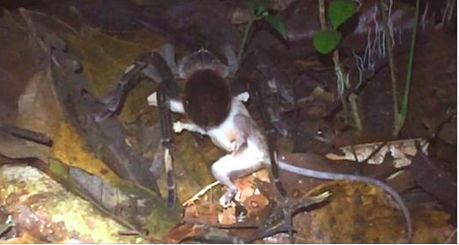 Des scientifiques filment une tarentule massive traînant un opossum à travers la jungle