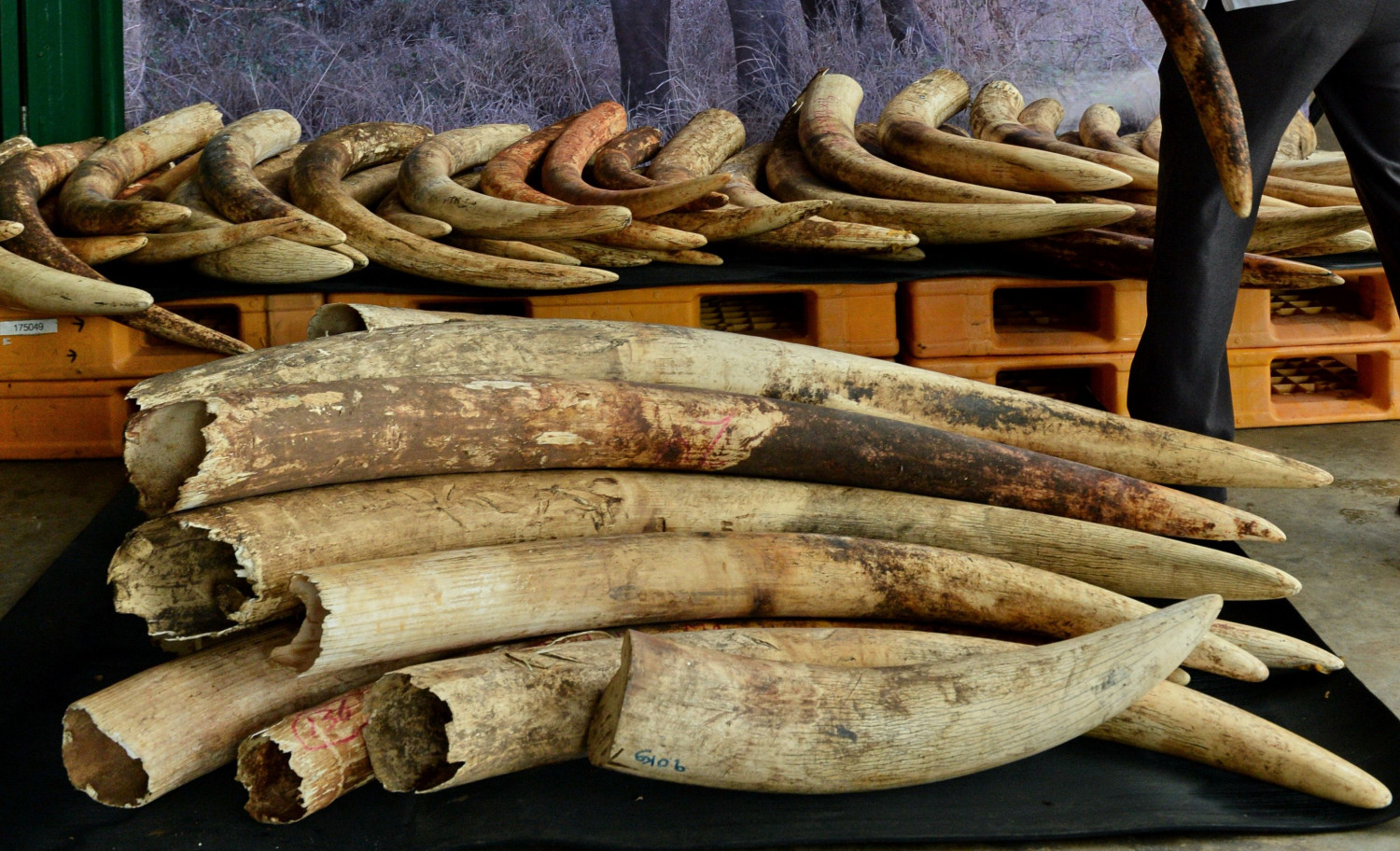 Cameroun: saisie de 2 tonnes d&rsquo;écailles de pangolins et 200 pointes d&rsquo;ivoire