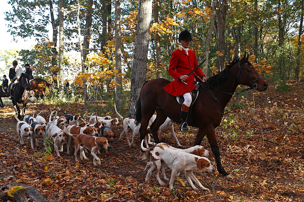 Chasse à courre: les « pro » et les « anti » à couteaux tirés dans les forêts françaises