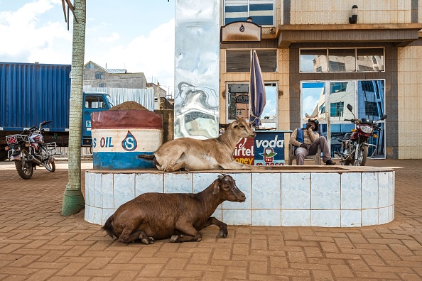 Une petite ville américaine élit une chèvre comme nouveau maire