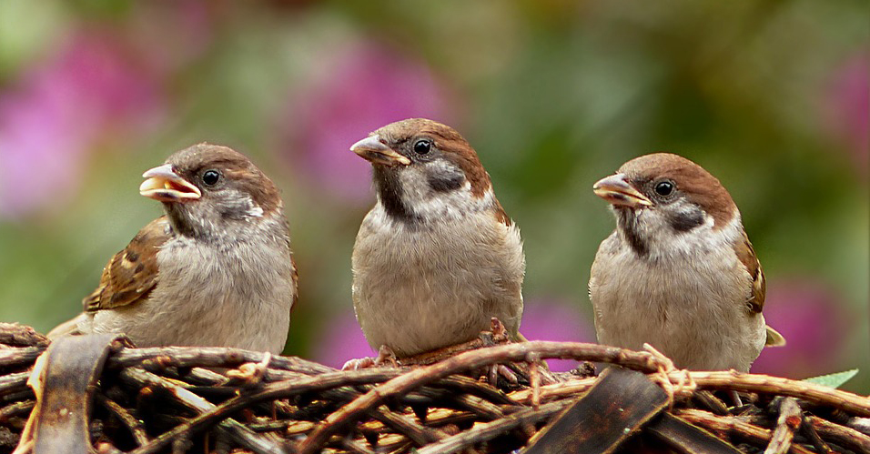 Les populations de moineaux toujours en forte chute en France