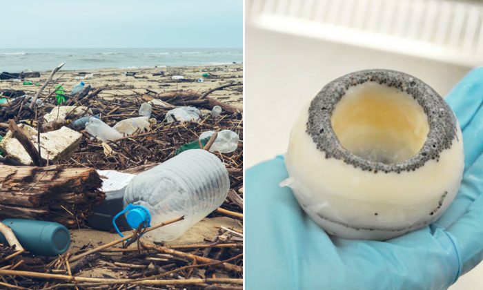 Les champignons mangeurs de plastique pourraient-ils résoudre le problème de la multiplication des décharges et de la faim dans le monde?