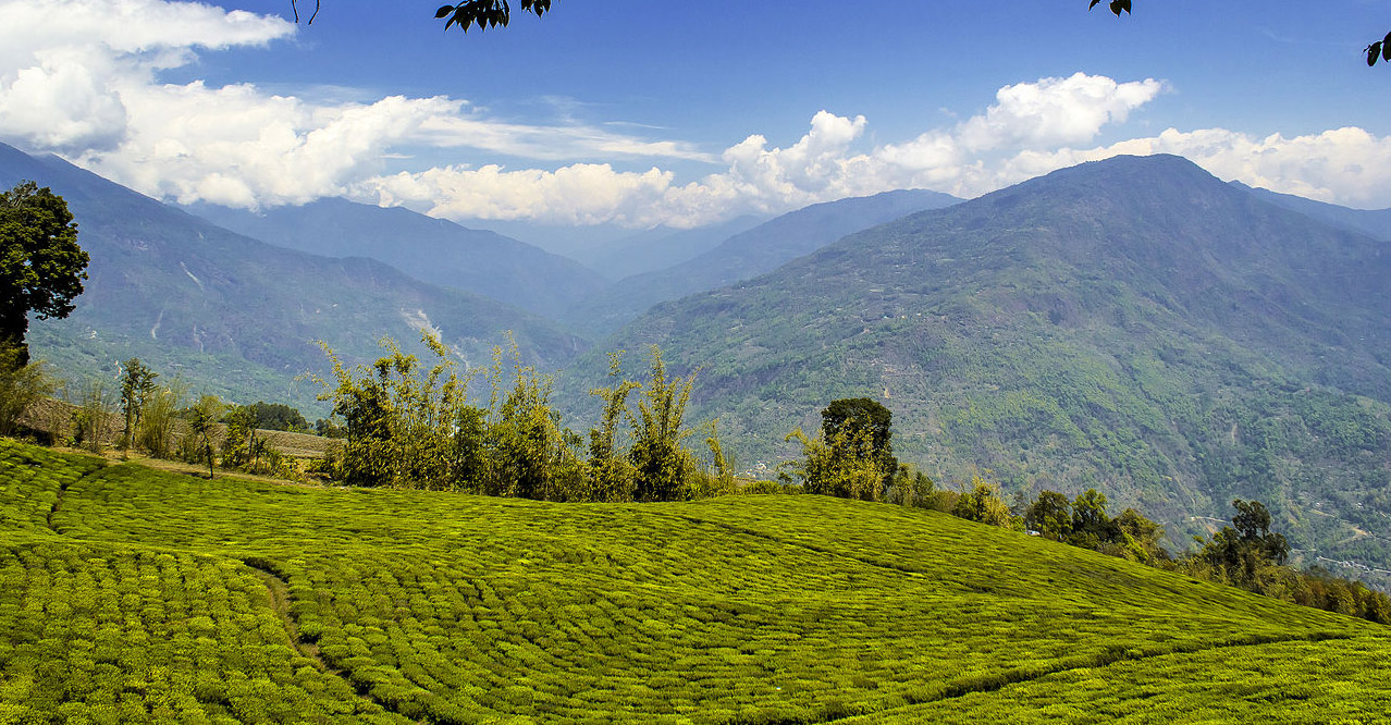 Cet État indien à l&rsquo;agriculture 100 % biologique est un modèle pour le monde entier