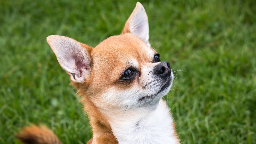 Un chihuahua est trouvé enveloppé d&rsquo;un cordon élastique et de fil électrique – un homme en probation a été mis en détention
