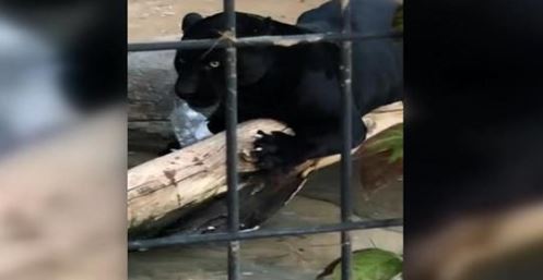 Le zoo de l&rsquo;Arizona dit que le jaguar qui a attaqué une femme ne sera pas abattu
