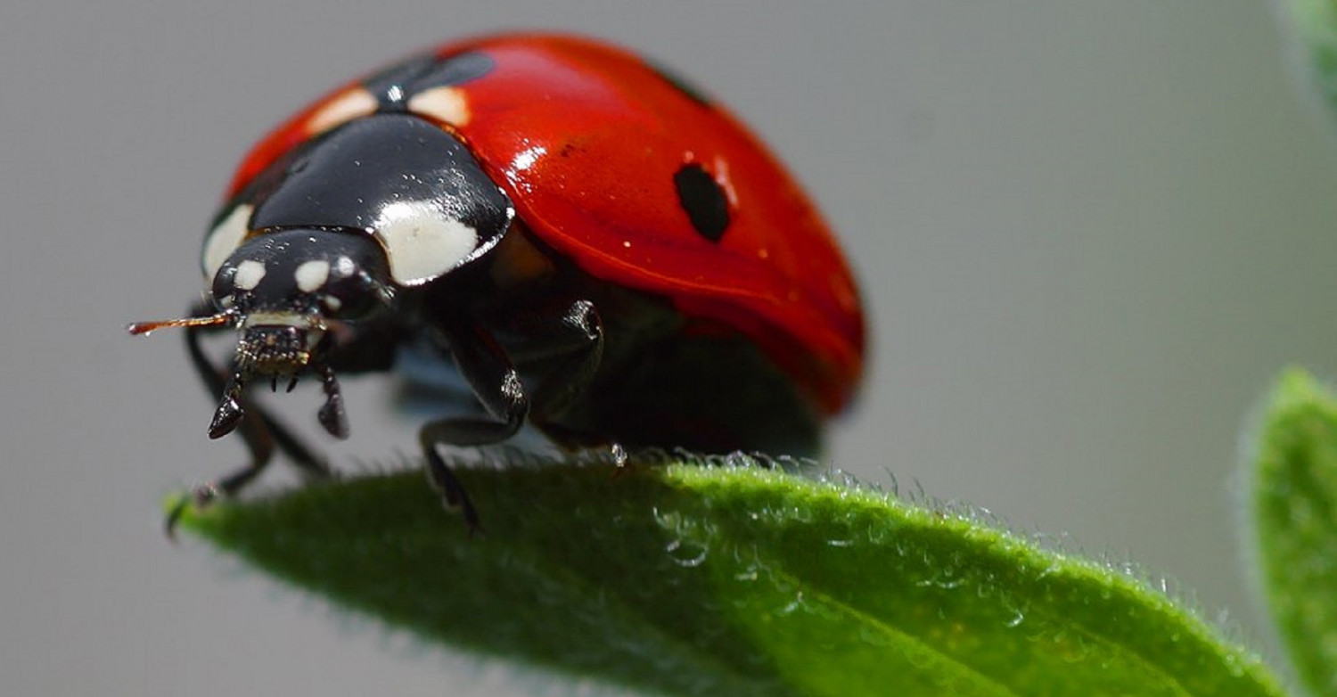 À Caen, on distribue gratuitement des coccinelles pour remplacer les pesticides… depuis les années 1980 !