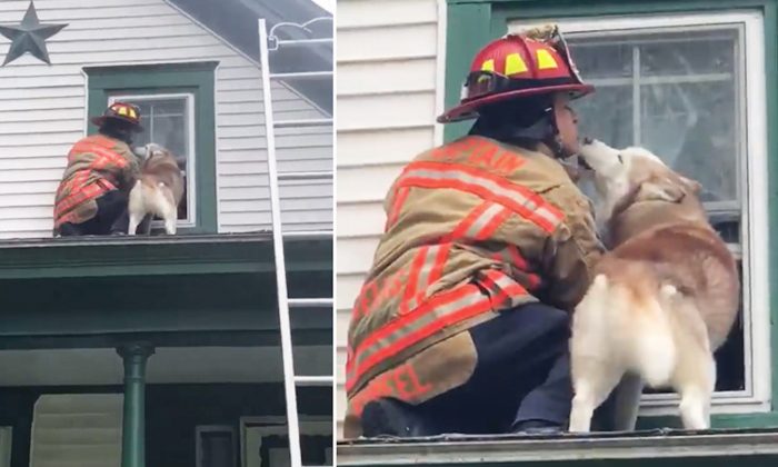 Un husky remercie un pompier de la façon la plus adorable qui soit après avoir été secouru sur le toit de sa maison