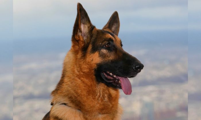 Une femme est accusée d&rsquo;avoir affamé deux chiens enfermés ensemble dans une cage, l&rsquo;un a mangé l&rsquo;autre