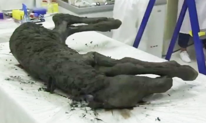 Des scientifiques déterrent un poulain momifié âgé de 42 000 ans qui a encore du sang liquide