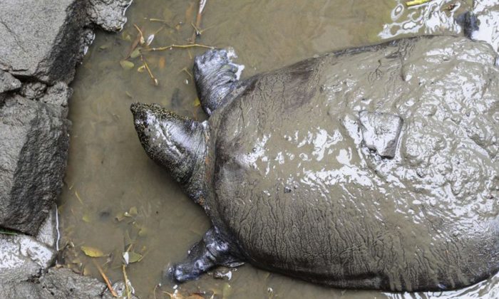 La seule tortue femelle à carapace molle du fleuve Bleu connue est morte, laissant derrière elle les 3 derniers mâles survivants connus